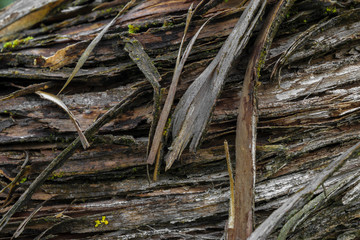 Background surface of very old tree bark covered with green moss