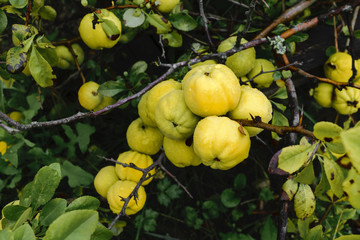 Bunch of yellow quince fruits growing on the bush at countryside