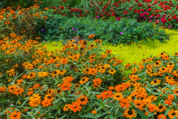 Beautiful landscape of the Summer Garden. Decorative composition of colorful flowers in Riga. Latvia.