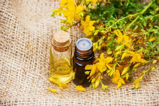St. John's wort extract. Medicinal plants. 