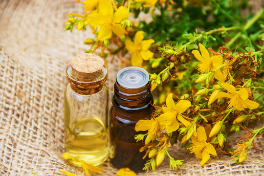St. John's wort extract. Medicinal plants. 