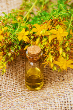St. John's wort extract. Medicinal plants. 