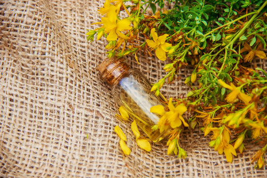 St. John's wort extract. Medicinal plants. 