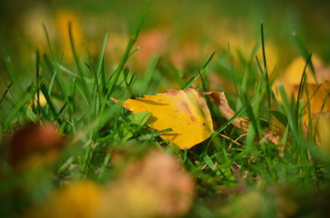  Yellow birch leaves in autumn lying on green grass