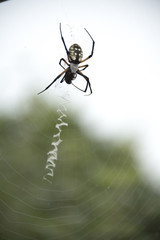 spider feeding