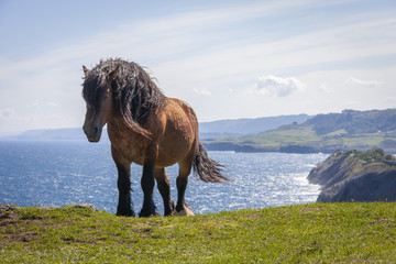 Caballo salvaje en la costa