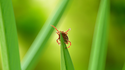 3d rendered illustration of a tick on a grass blade
