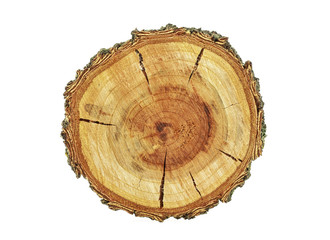 Cross section of tree trunk isolated on white background