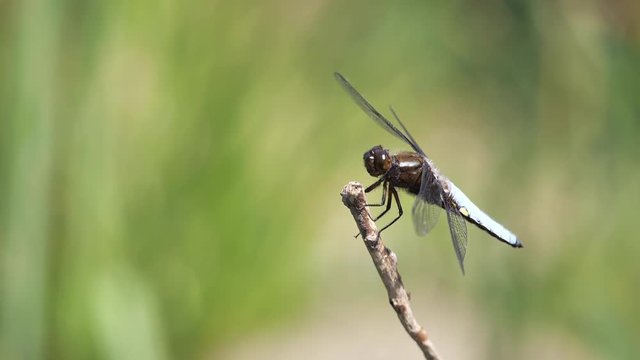 Plattbauch Libelle in Zeitlupe im Anflug und Abflug auf einen Ast