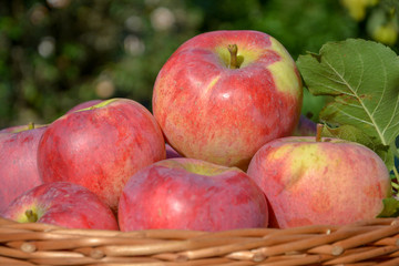 Red apple harvest background, basket full of apples