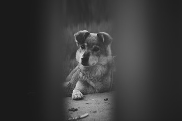 Black and white sad look dog