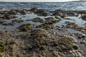 Rocks by the sea, with green algae and marine life. Estoril beach. Portugal