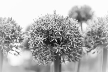 Abstract closeup of the flower of an ornamental onion the Allium, executed in black and white, with...