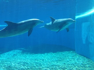 dolphins in tandom