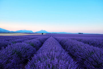 Plakat Blooming lavender field in the sunlight at dawn. Sunrise over Valensole valley, Provence, France. Summer meadow flowers in the morning.