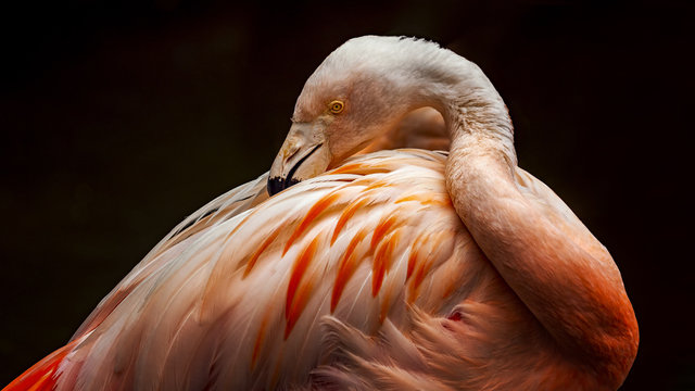 Pink flamingo preening feathers