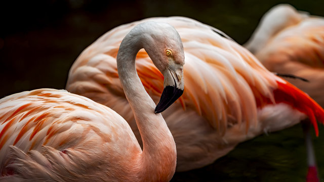 Three pink flamingos in a row
