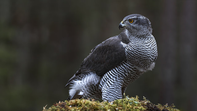 Northern Goshawk