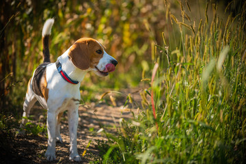 Dog stands in high grass in sun summer. Beagle pet