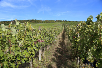 Fototapeta na wymiar Grapes are ripening in the vineyard