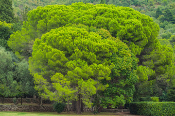 Obraz premium beautiful park with decorative coniferous trees