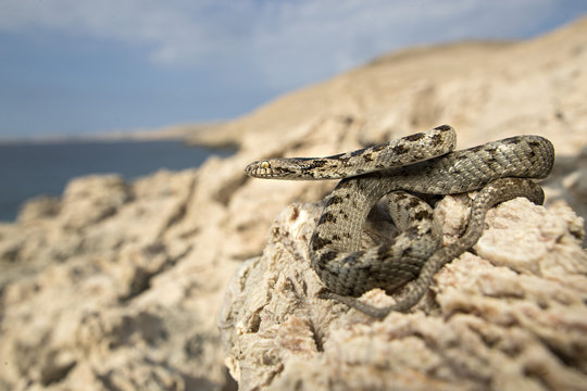 Snake