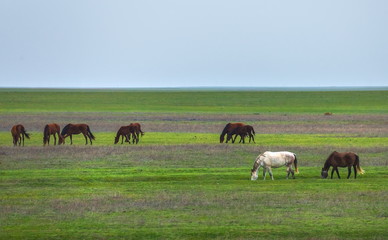 Fototapeta na wymiar Horses in the steppe. Pets graze in the spring steppe.