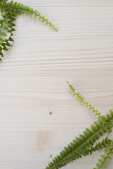 Fern on Wood Frame. Green Plants. 