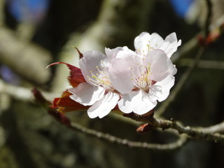 white cherry blossom