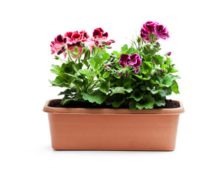 Colorful  Pelargonium flowers in rectangular flowerpot isolated on white