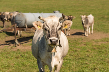 Naklejka na ściany i meble Cows in the pasture - Braunvieh