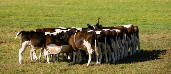 Dutch calfs drinking water.