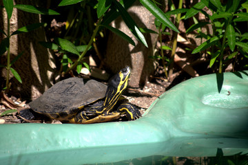 turtle,reptile,animal,green,nature,water