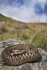 vipera walser