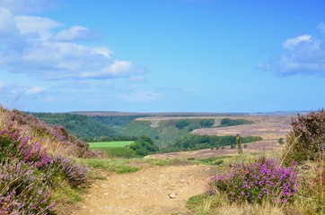Walking to newton dale
