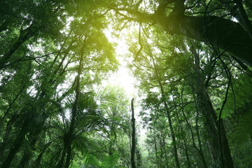 Obraz premium Canopy of jungle