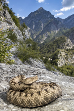 viper
