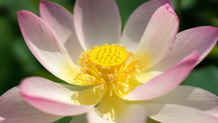 Fototapeta premium Fiore di loto