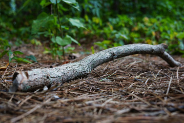 Dry Branch isolated on Forest Background