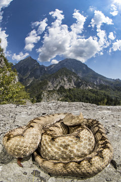 viper