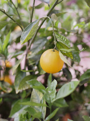 Fresh Orange Grows in Nature