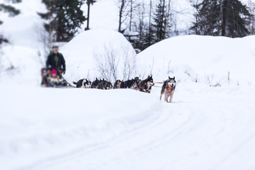 huskies in harness