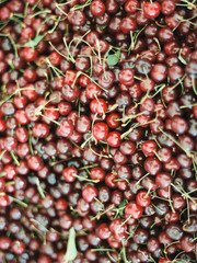 bucket of red cherries
