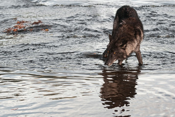 Fototapeta premium Grey Wolf (Canis lupus) Turns in Water