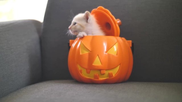 4K Cute tabby kitten hiding inside orange pumpkin bucket, Happy Halloween