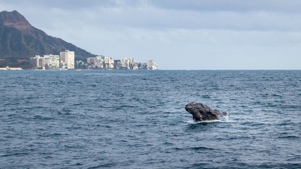 Jumping baby humpback whale with Diamond head in the background. © fnendzig