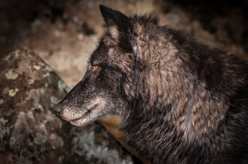 Grey Wolf (Canis lupus) Profile