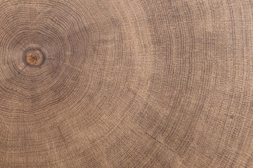 stump of oak tree felled - section of the trunk with annual rings.