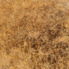 Vegetative background - desert bush.
