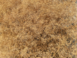 Vegetative background - desert bush.